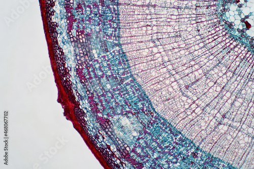 Cross sections of plant stem under light microscope view.
