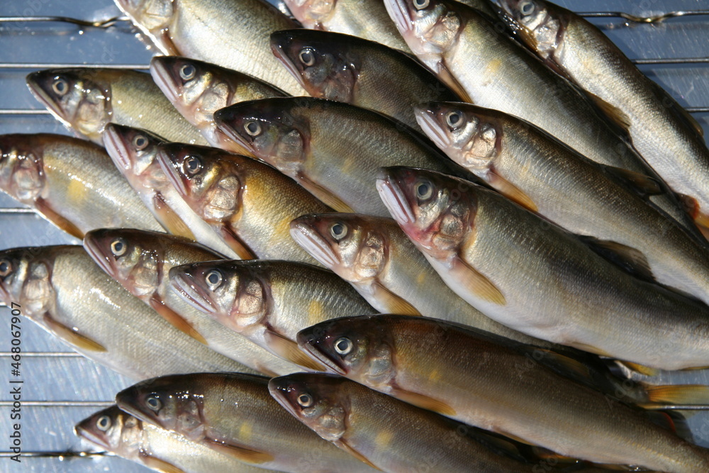 Japanese popular freshwater fish “AYU” 豊漁の鮎を金属バットに並べて撮った写真。