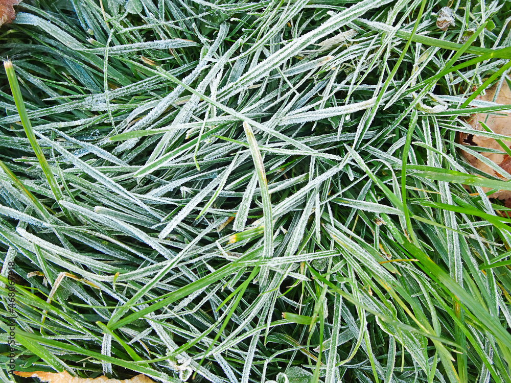 morning frost on autumn grass, copy space, selective focus. Early winter texture. morning frost on autumn grass, copy space, selective focus. Early winter texture.