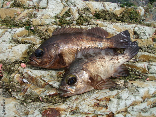 Japanese most popular sea rockfish “MEBARU”. 磯の上で並べた2尾のクロメバル。 photo