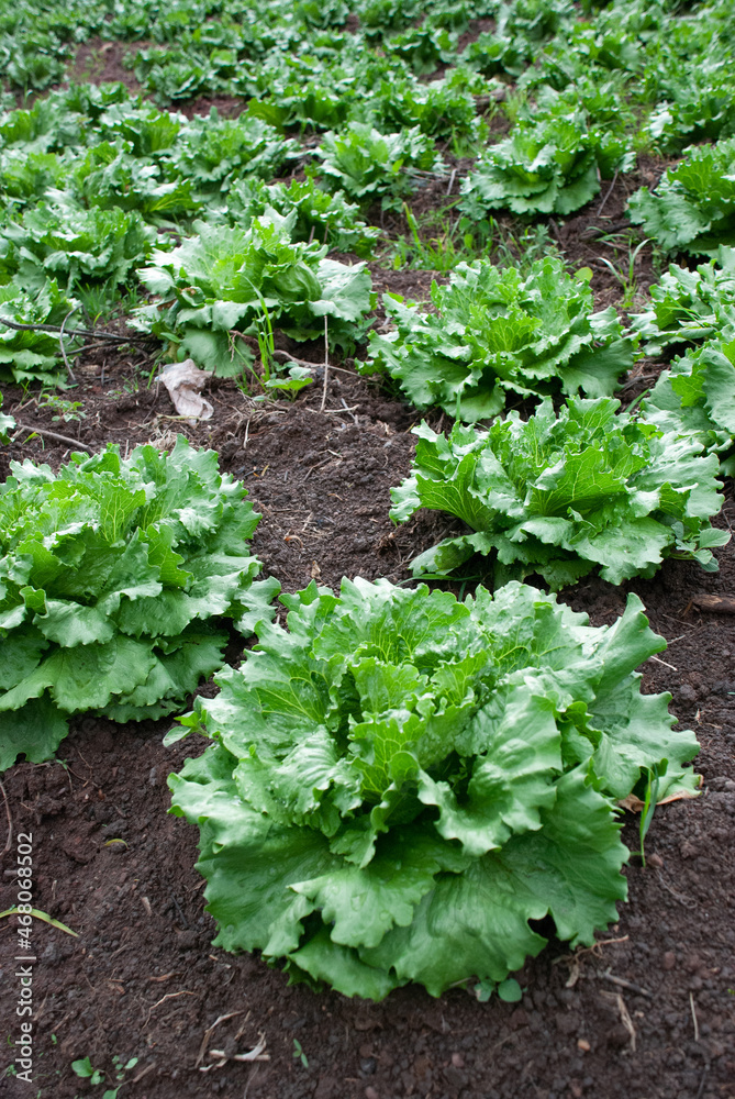 fields of open-air lettuce crops in Colombia fields of open-air lettuce crops in Colombia