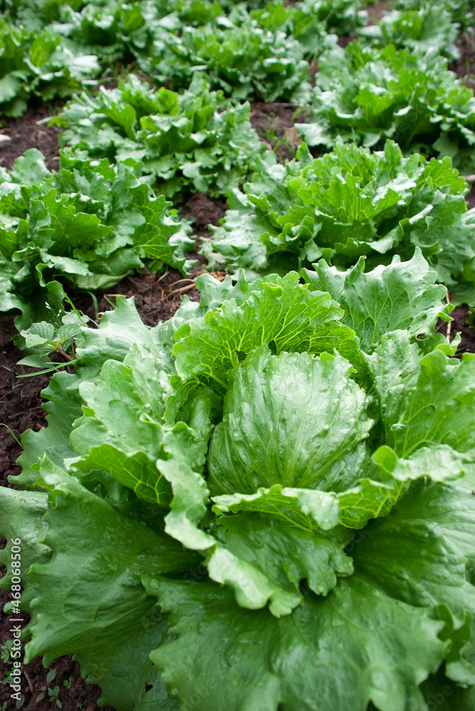 fields of open-air lettuce crops in Colombia fields of open-air lettuce crops in Colombia