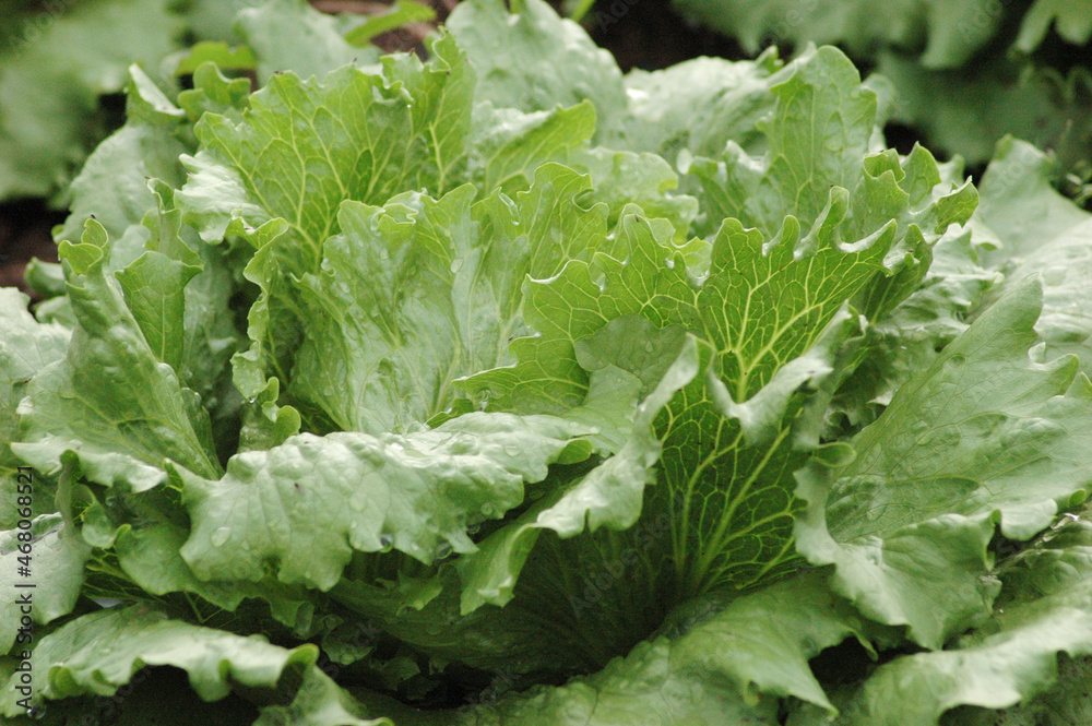 lettuce leaf details lettuce leaf details