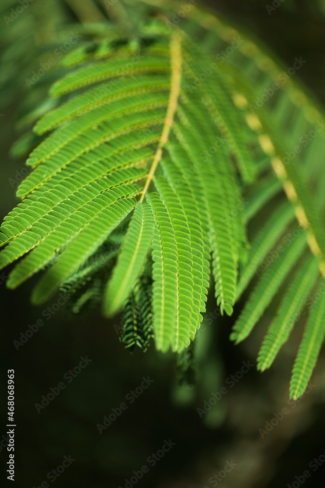 Fern Leaf in the Forest