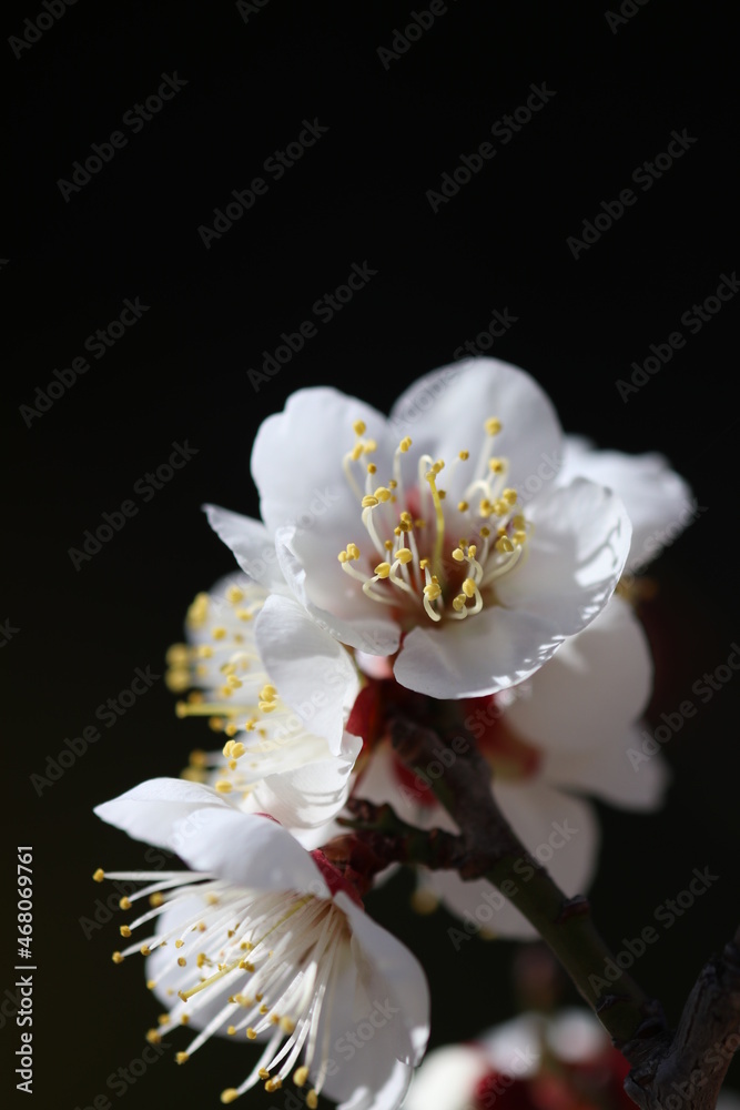 Fototapeta premium White plum flowers from the grove shining under the sun light of the early spring. 早春の日差しを浴びて輝く白い梅の花と花枝。 