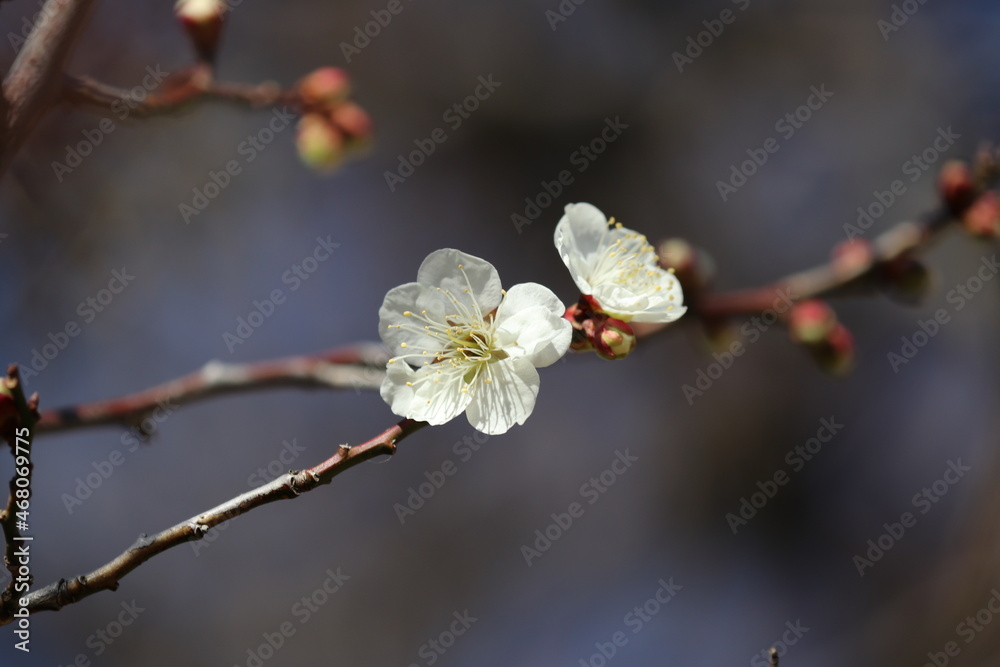 White plum flowers from the grove shining under the sun light of the early spring. 早春の日差しを浴びて輝く白い梅の花と花枝。 White plum flowers from the grove shining under the sun light of the early spring. 早春の日差しを浴びて輝く白い梅の花と花枝。