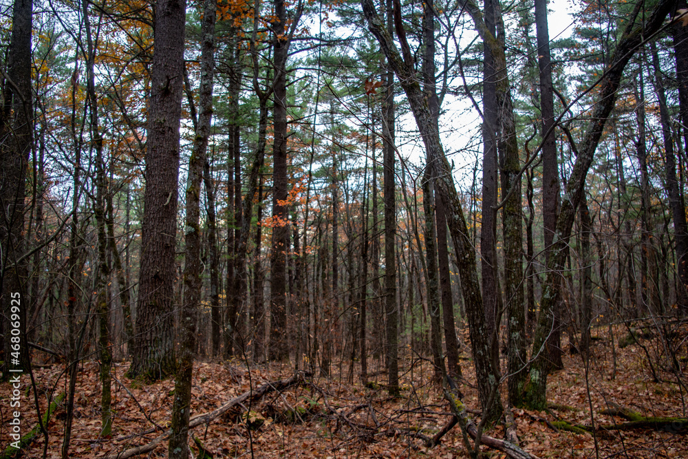 Fototapeta premium Hardwood forest in fall