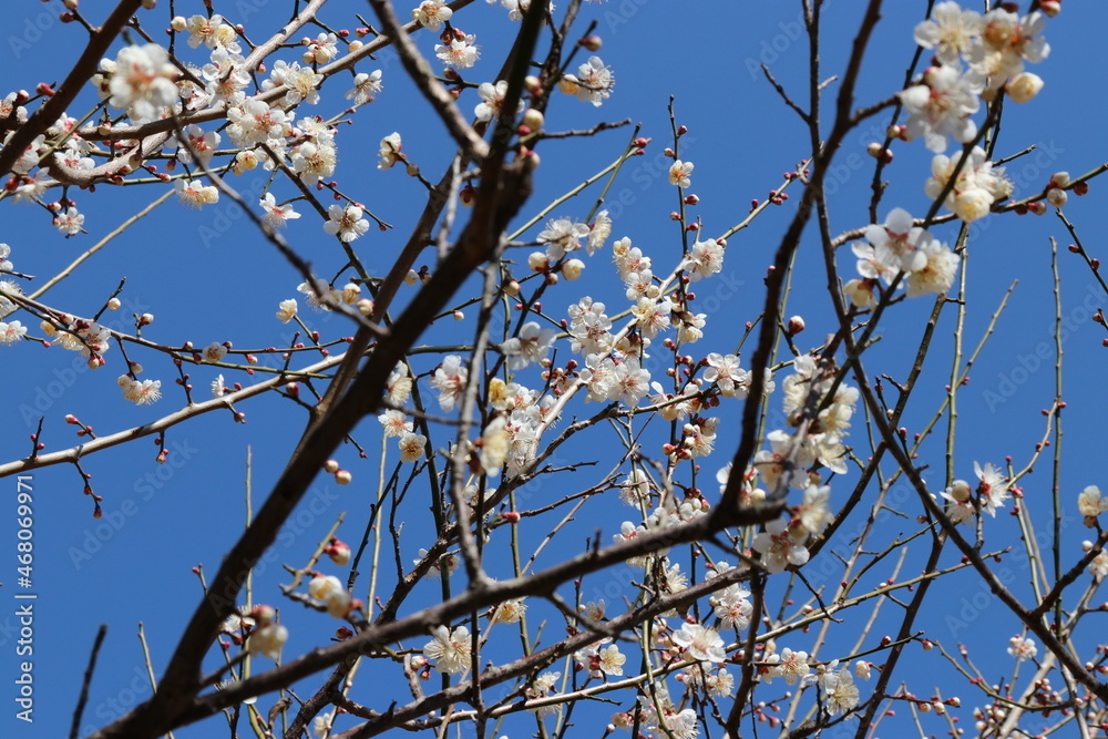 Japanese plum grove under the blue sky Japanese plum grove under the blue sky