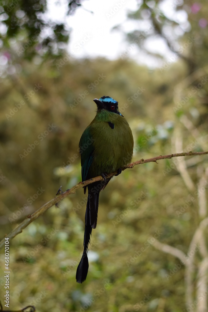 Obraz premium HAbitat de pajaro