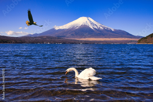 Fototapeta Naklejka Na Ścianę i Meble -  快晴の富士山と白鳥