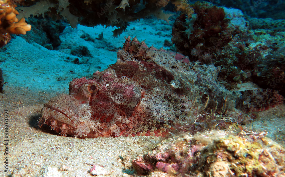 A Bearded Scorpionfish resting under a rock Boracay Island Philippines A Bearded Scorpionfish resting under a rock Boracay Island Philippines