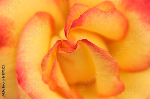 Gorgeous colorful orange rose flower petal   Natural flash light  macro close-up photography 