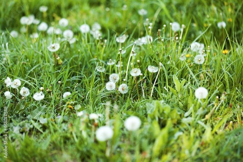 Dandelion blowballs in grass