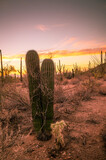 Two small saguaro cacti standing close together in Arizona desert at sunset.