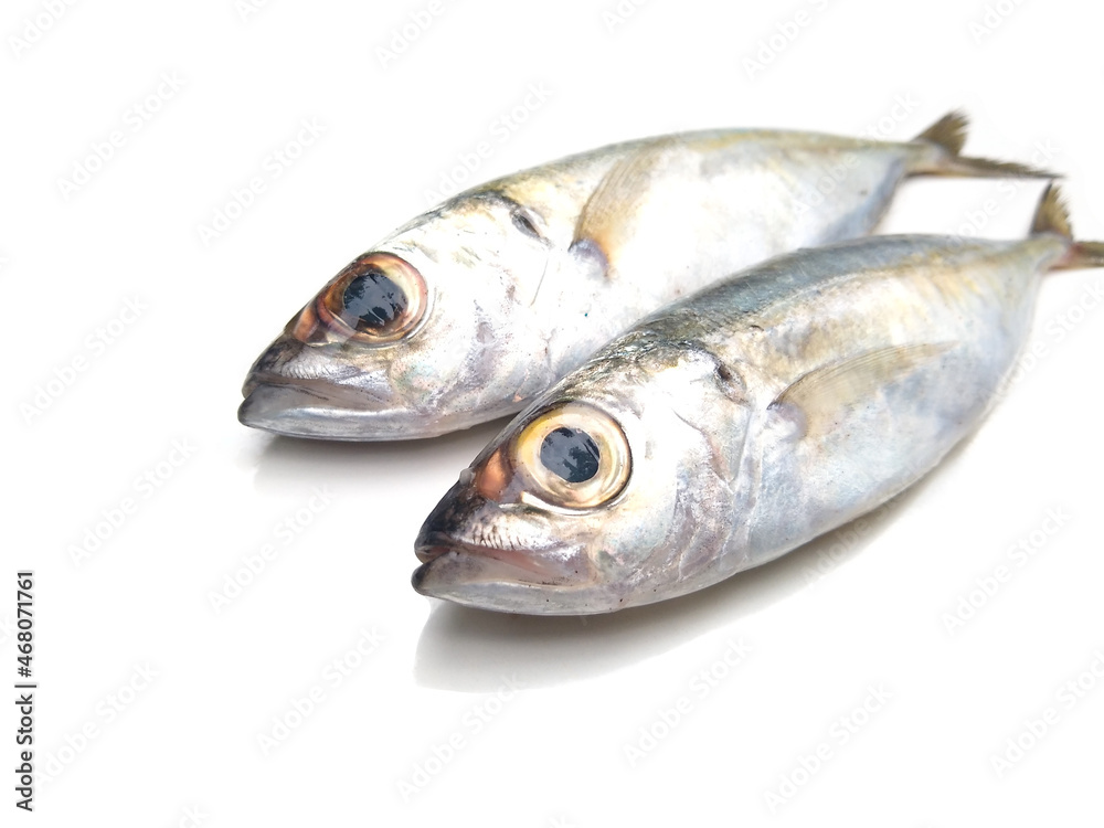 Horse Mackerel fish isolated on white background, selective focus Horse Mackerel fish isolated on white background, selective focus