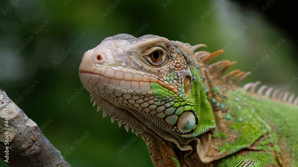 lizard, animal, green lizard with blur background
lizard, animal, green lizard with blur background