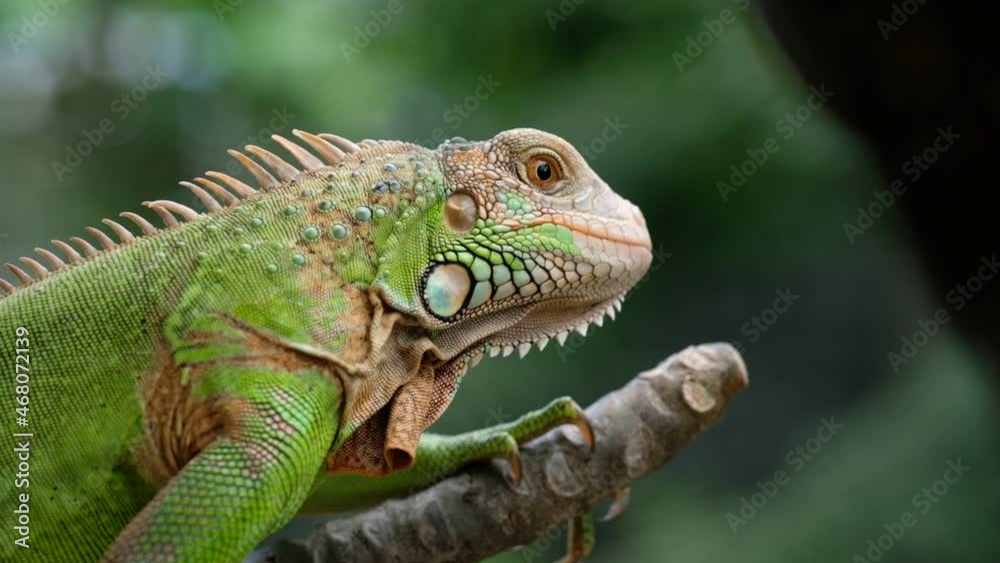 lizard, animal, green lizard with blur background
lizard, animal, green lizard with blur background