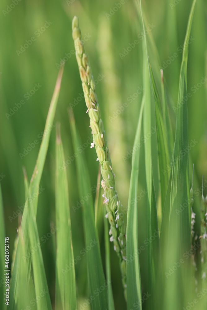 Japanese young green ear of rice plant. 青々と実る若い稲の束の隙間から除く若い稲穂。 Japanese young green ear of rice plant. 青々と実る若い稲の束の隙間から除く若い稲穂。