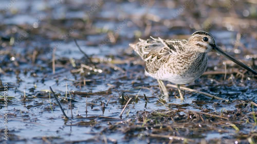 Common snipe feeding eating worms closeup during spring migration flooded meadow wetlands