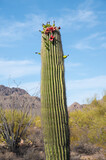 saguaro cactus with red fruit growing from sides instead of top due to climate crisis