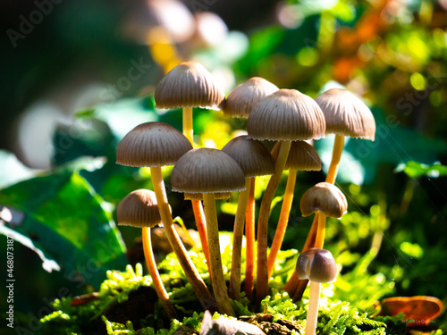 mushroom in the forest