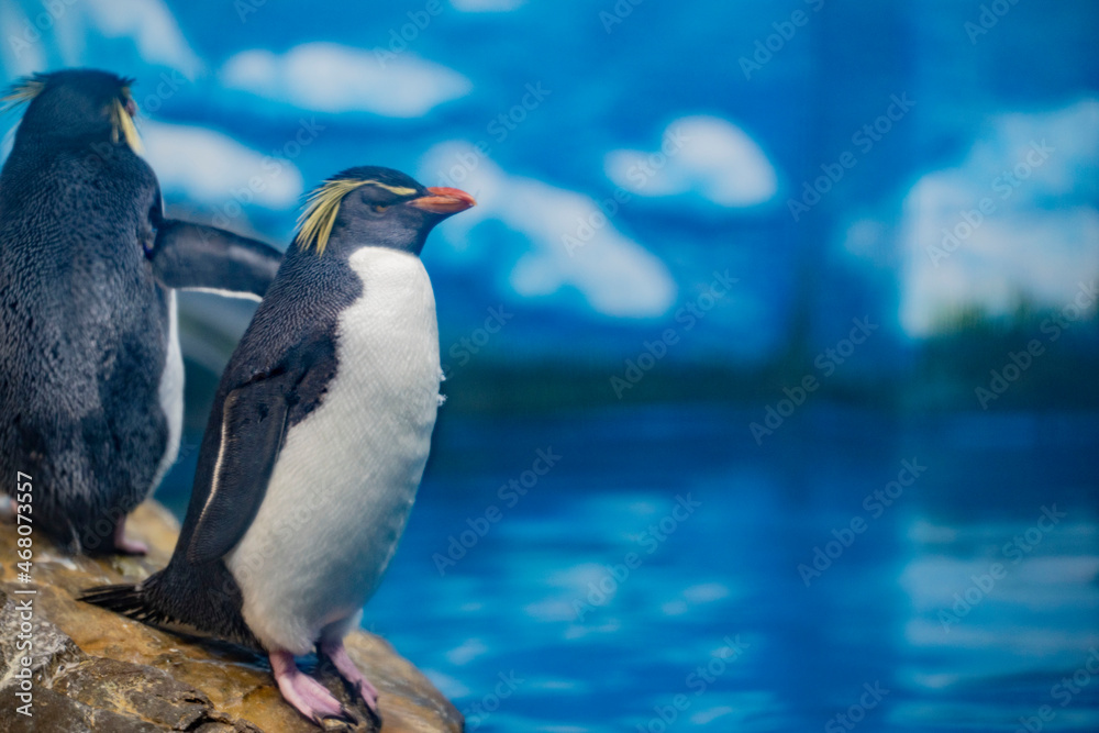 Naklejka premium ペンギン 和歌山 白浜 アドベンチャーワールド