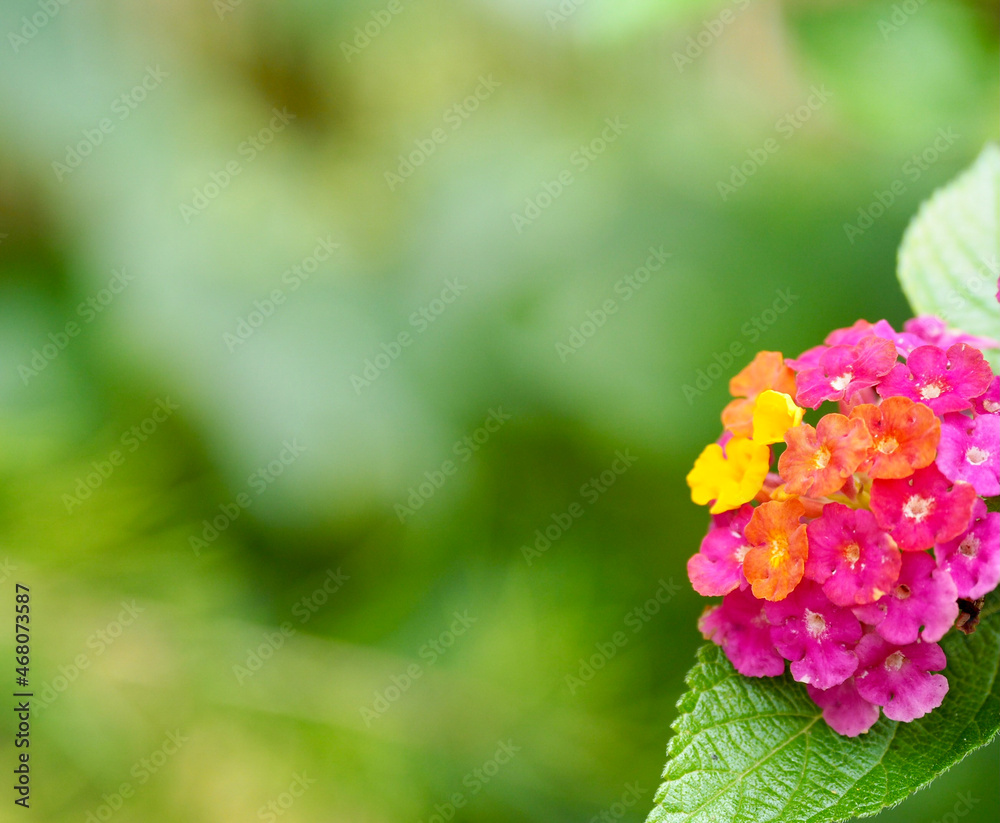flowers in garden flowers in garden