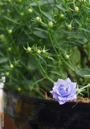 white flower in a pot