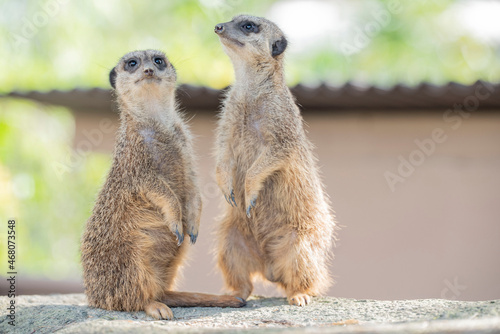 ミーアキャット　和歌山　白浜　アドベンチャーワールド