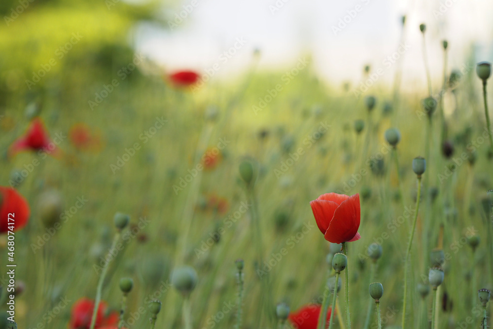 field of poppies