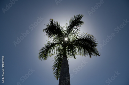 Palms wallpaper. Tropical palm coconut trees on sky, nature background.