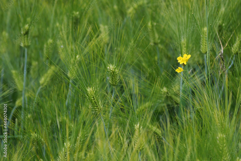grass with yellow flowers grass with yellow flowers