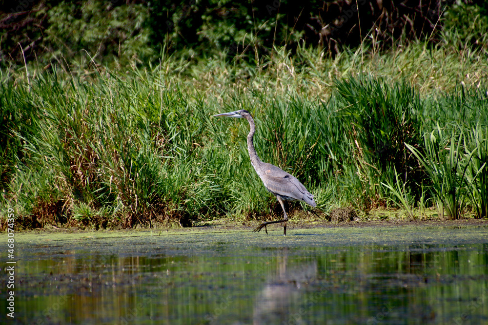 Fototapeta premium great blue heron in the marsh