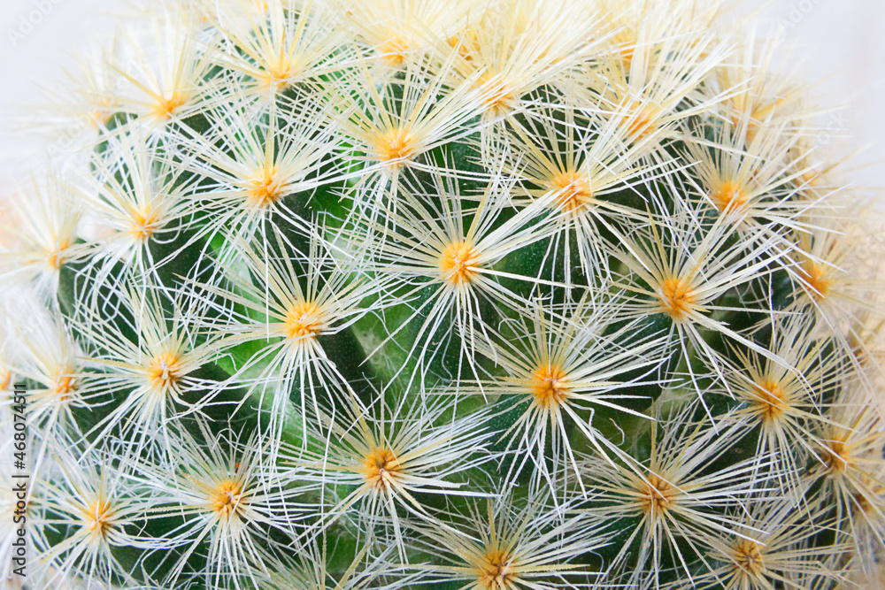 Close up thorn texture cactus green natural background Close up thorn texture cactus green natural background
