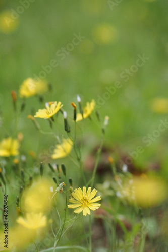 bee on a yellow flower