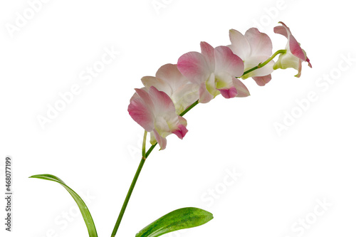 Orchids with dendrobium types have soft white and purple flowers, isolated on white background, copy space