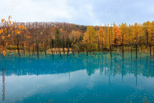 青い池 © 恭秀 牧野