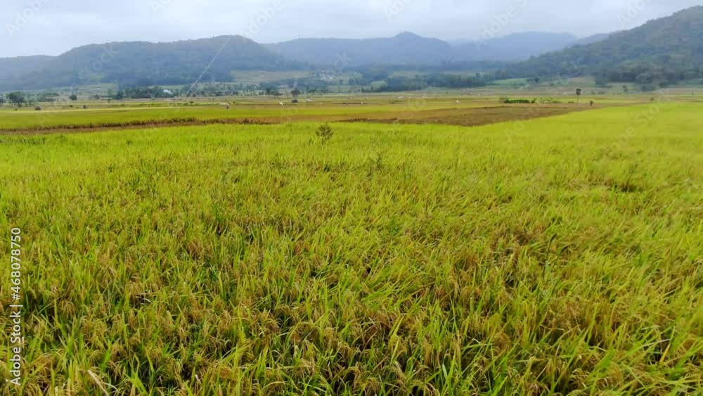 Rice fields being harvested in Indonesia with majestic mountain landscape Rice fields being harvested in Indonesia with majestic mountain landscape
