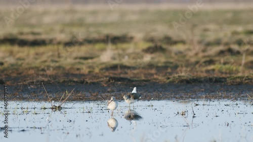 Commong greenshank feeding in wetland during spring migration photo