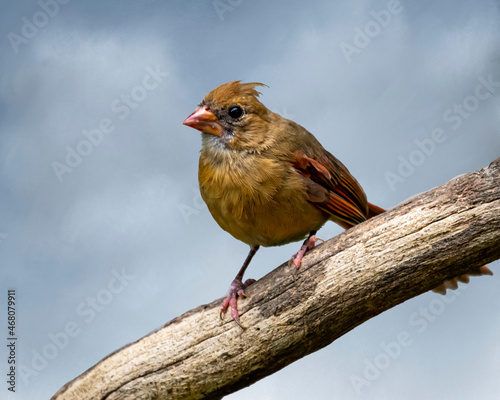 Lady Bird