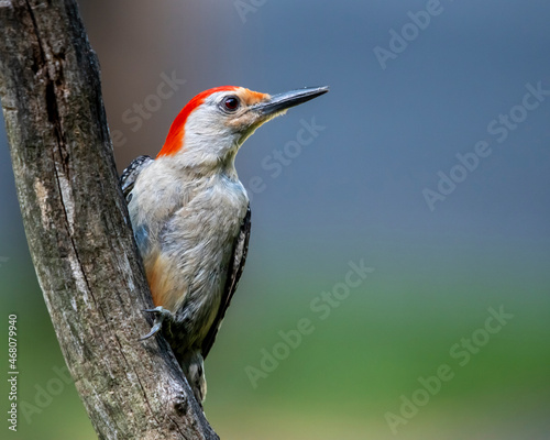 Red Belly Woodpecker