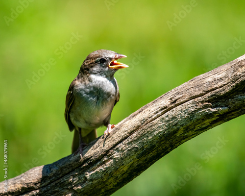 Chirp