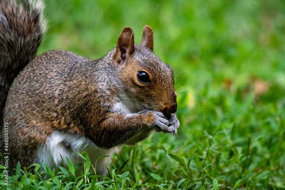 Eastern Gray Squirrel Eastern Gray Squirrel