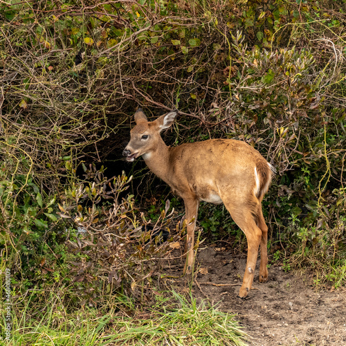 Young Deer 1841