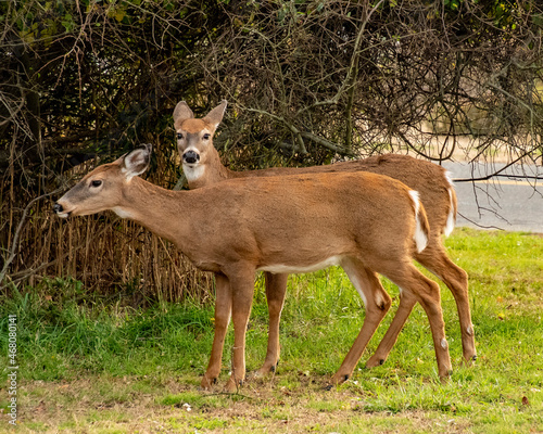 Pair of Deer 1846