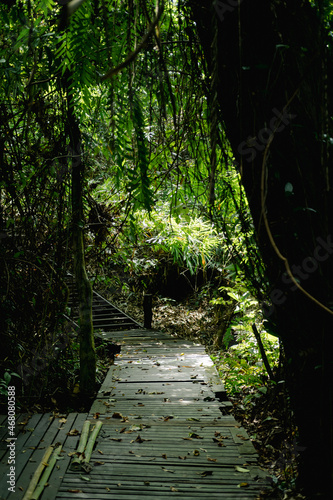 Phu Sang Waterfall Nature Trail. Sidewalk in Nature Landscape.