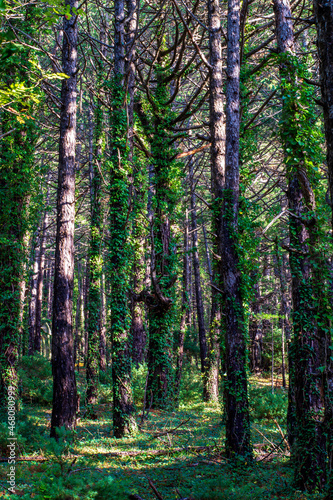 Fototapeta Naklejka Na Ścianę i Meble -  Pine forest in mountains