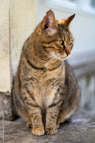 Cat loves posing for camera © Rainer