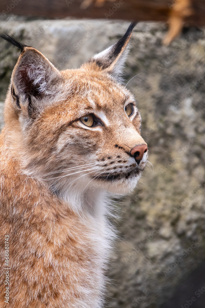 Portrait of The Eurasian lynx close-up, lat. Lynx lynx Portrait of The Eurasian lynx close-up, lat. Lynx lynx