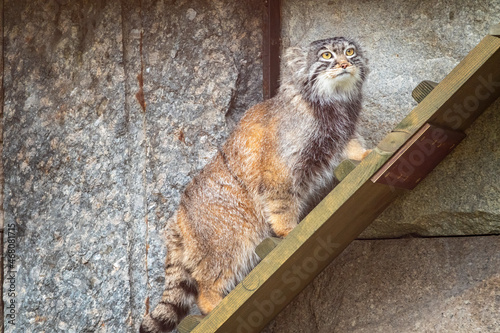 Photography Wild cat manul or Pallas's cat, lat. Otocolobus manul, in the zoo